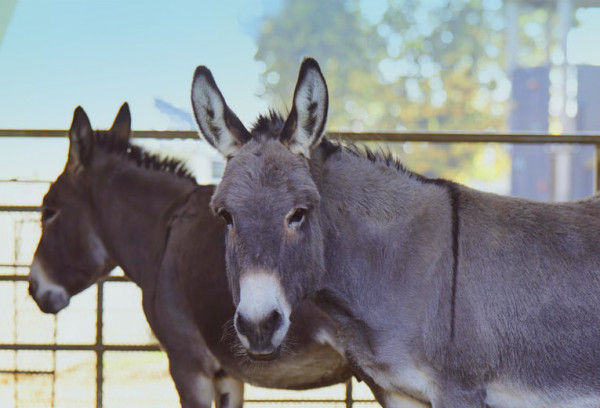 Paulihof-Unsere Tiere